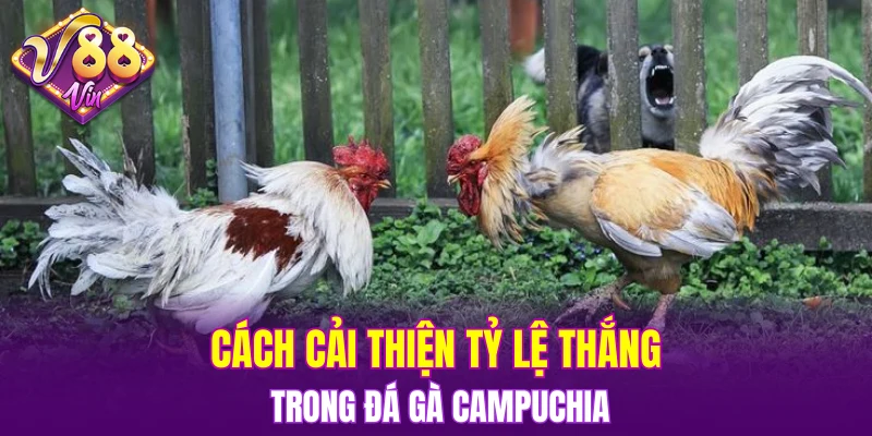 Cách cải thiện tỷ lệ thắng trong đá gà Campuchia
