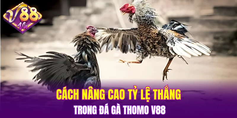 Cách nâng cao tỷ lệ thắng trong đá gà Thomo V88