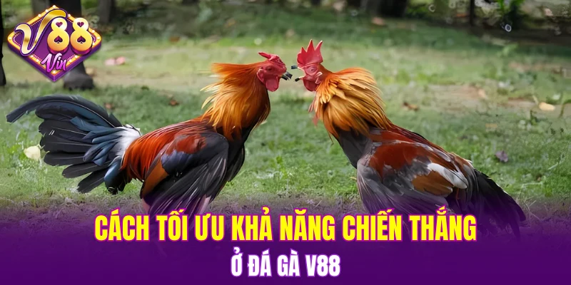 Cách tối ưu khả năng chiến thắng ở Đá gà V88