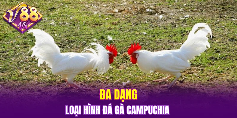 Đa dạng nhiều loại hình thức đá gà Campuchia 