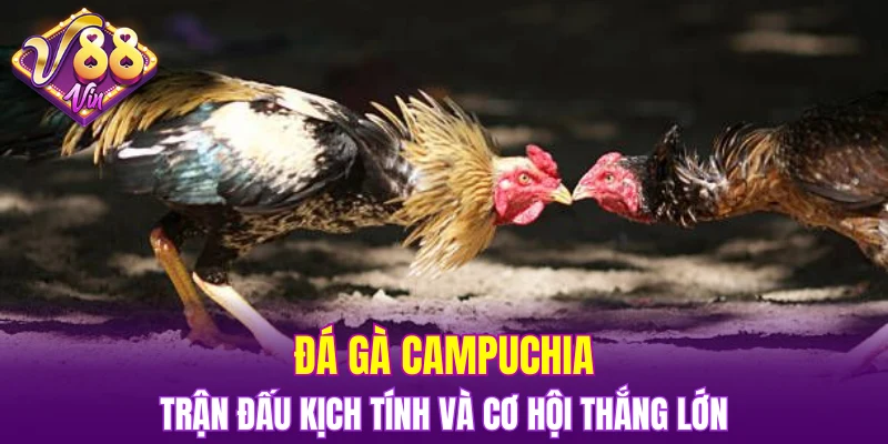Đá gà Campuchia