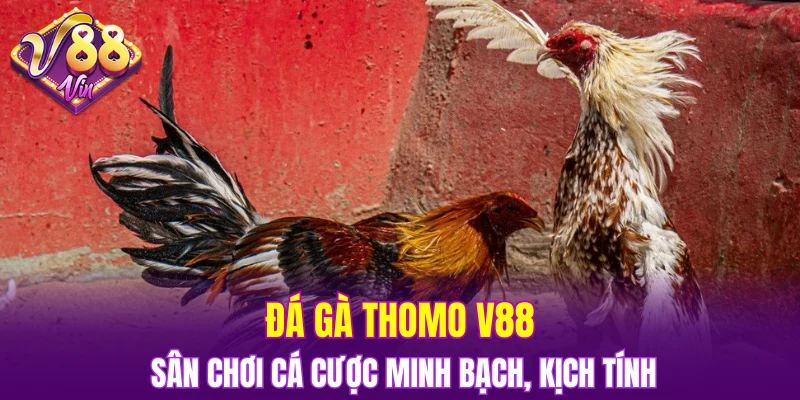 đá gà Thomo V88