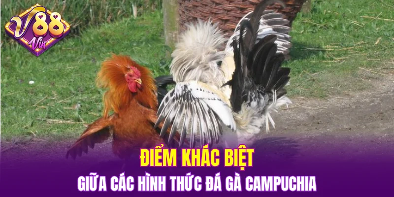 Điểm khác biệt giữa các hình thức đá gà Campuchia