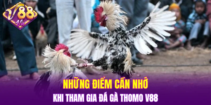 Những điểm cần nhớ khi tham gia đá gà Thomo V88