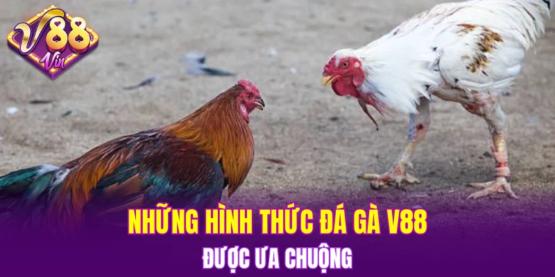 Đá Gà V88 4 Những hình thức Đá gà V88 được ưa chuộng