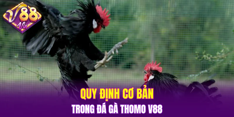 Quy định cơ bản trong đá gà Thomo V88