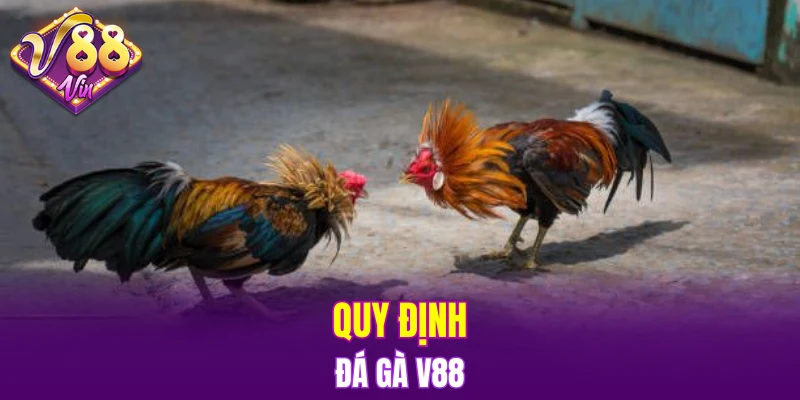 Quy định Đá gà V88